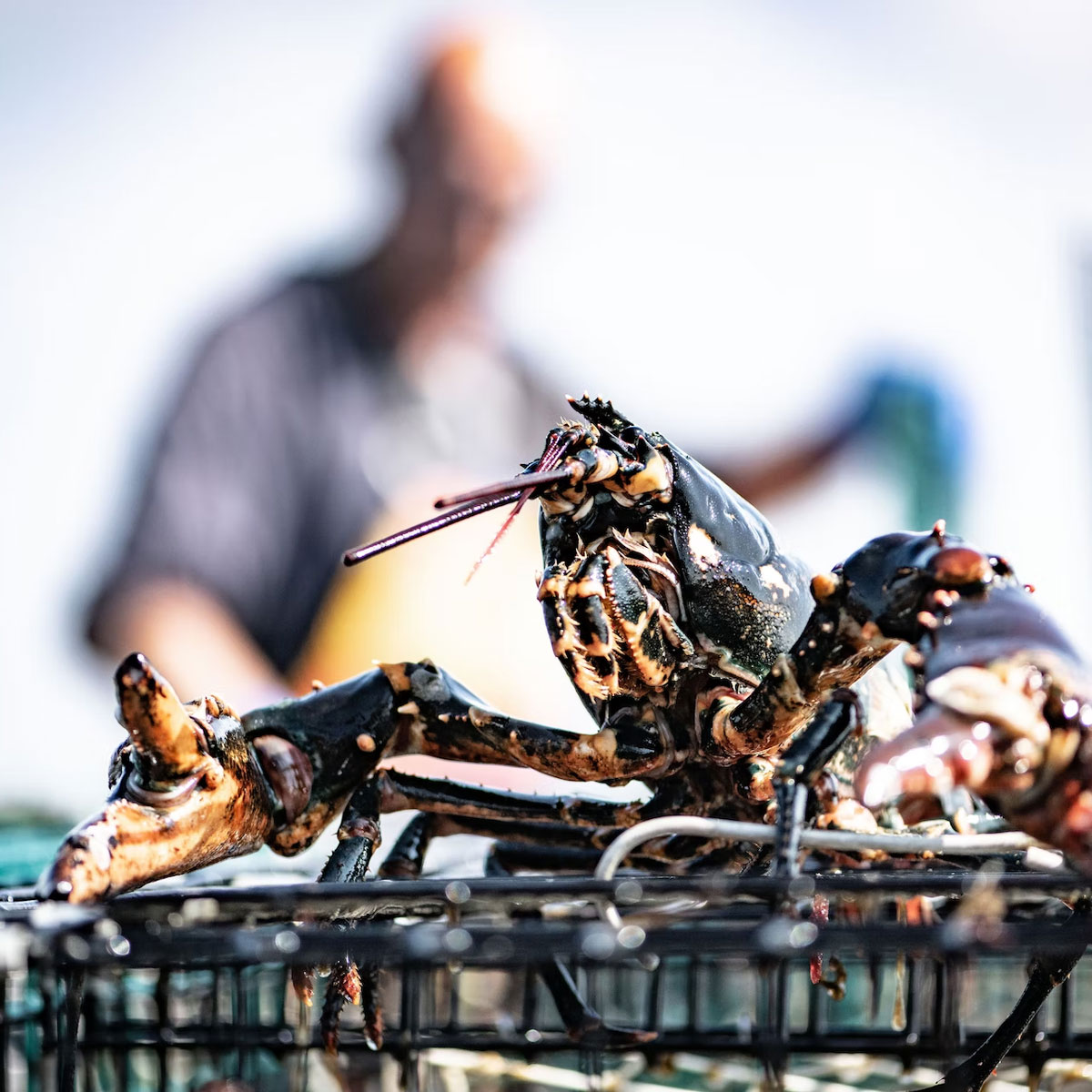 Big Green Egg Kochbuch: Modus Operandi